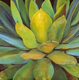 Agave