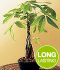  Braided Money Tree 